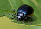 02) Alder Beetle.jpg